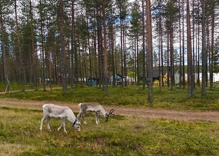 Laplandgreen Near Center
